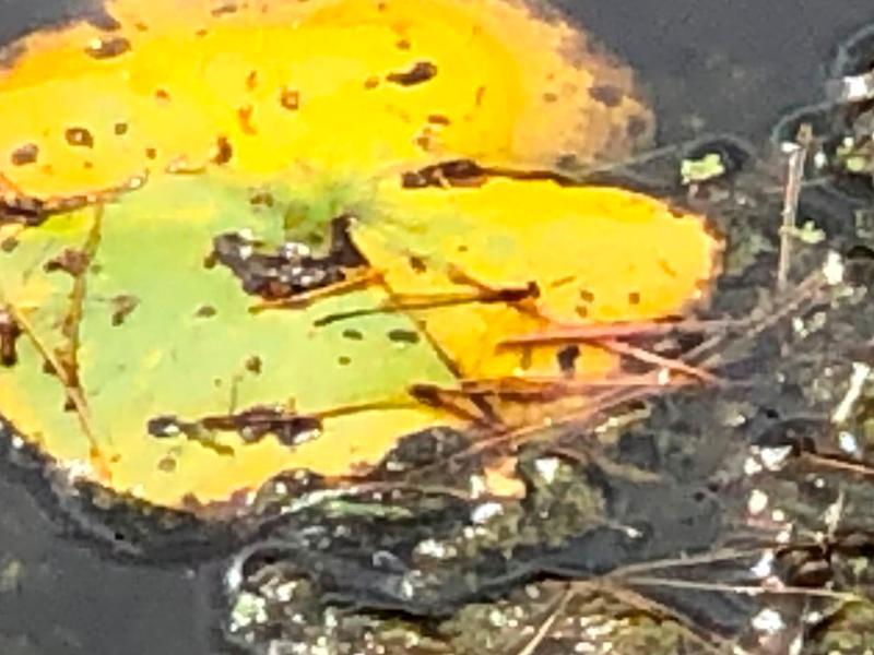 Photo of Orange Bluet