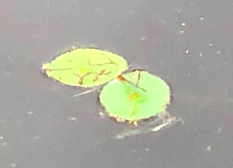 Photo of Orange Bluet