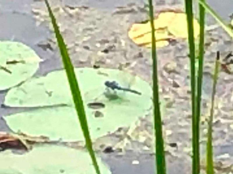 Photo of Eastern Pondhawk