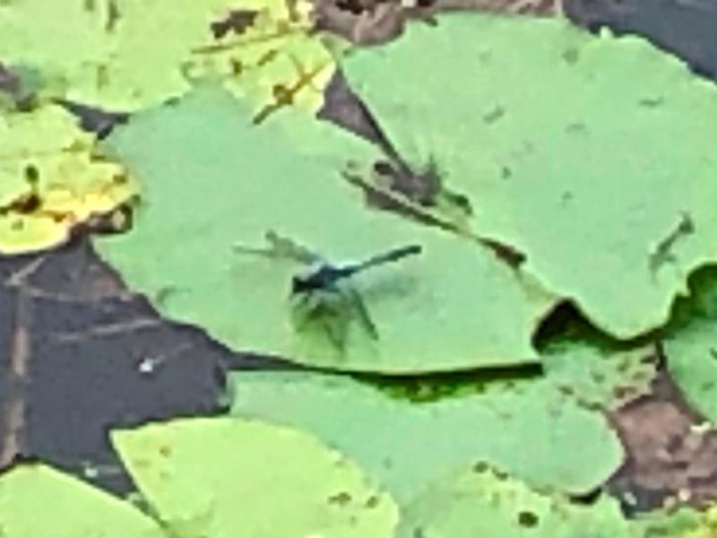 Photo of Eastern Pondhawk