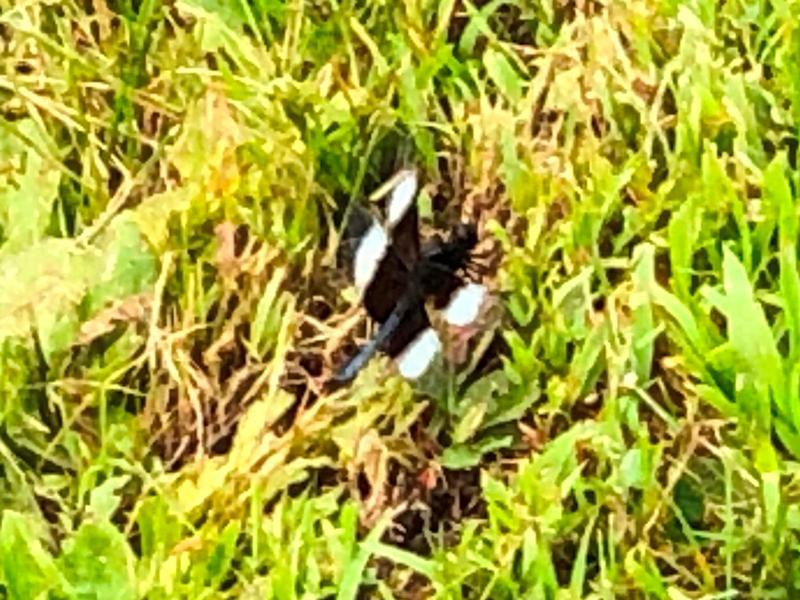 Photo of Widow Skimmer