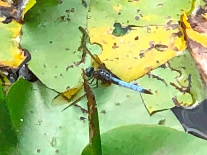 Photo of Blue Dasher