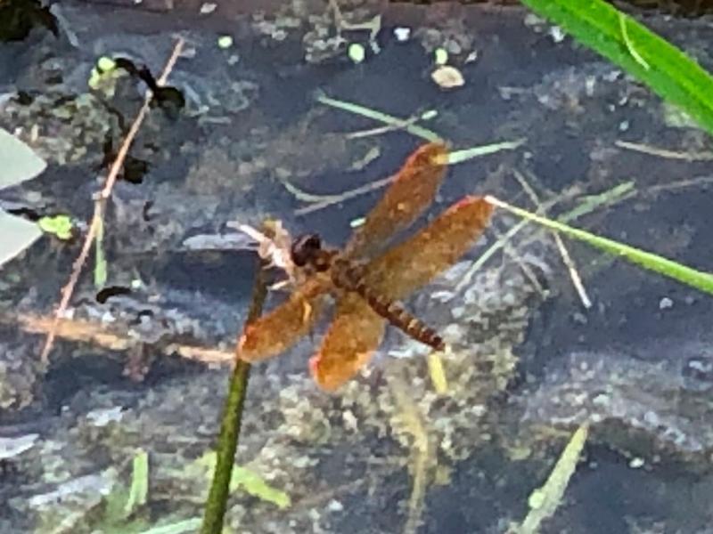 Photo of Eastern Amberwing