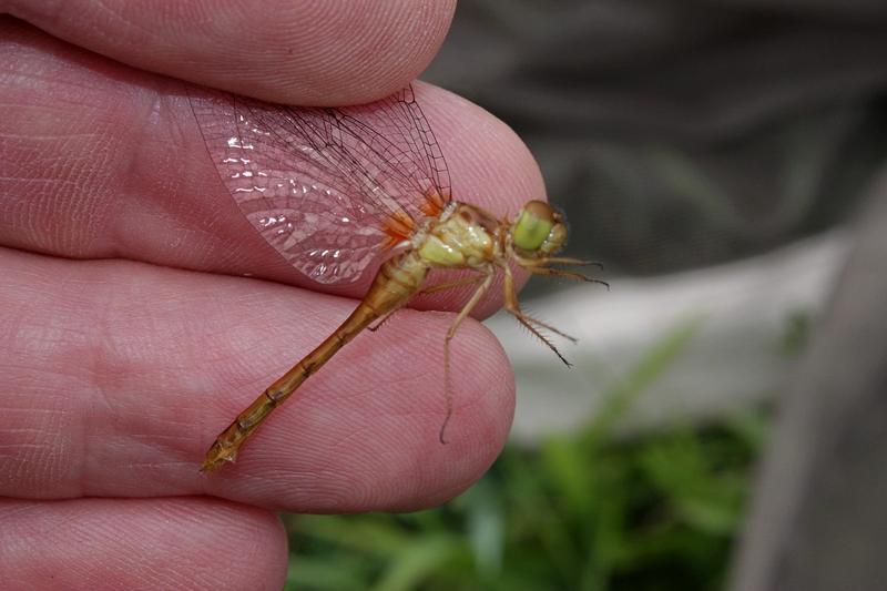 Photo of Autumn Meadowhawk