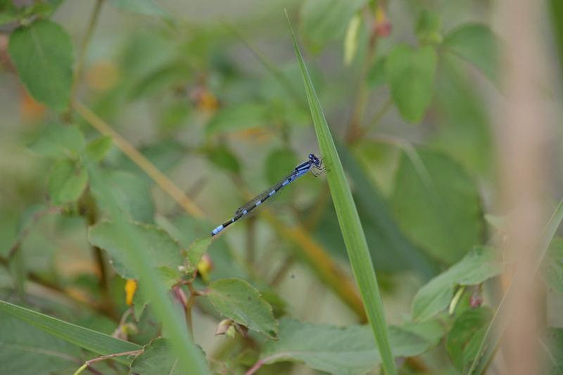 Photo of Tule Bluet