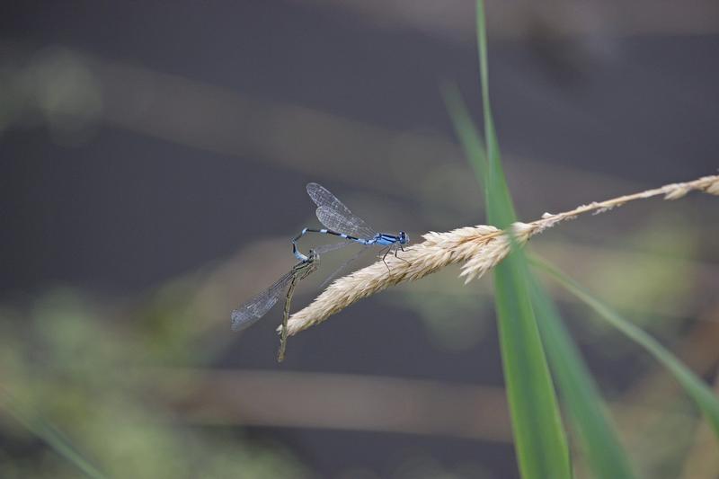 Photo of Tule Bluet