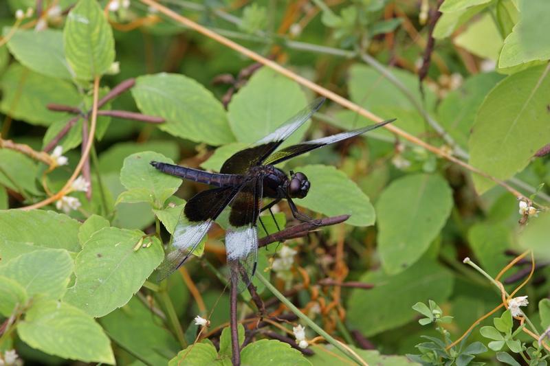 Photo of Widow Skimmer
