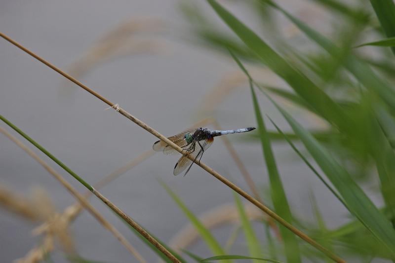 Photo of Blue Dasher