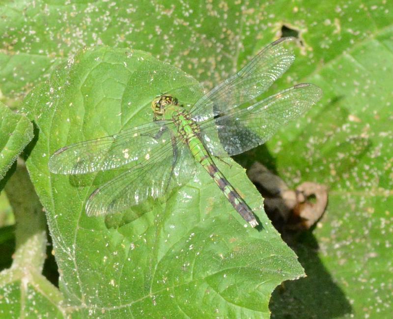 Photo of Eastern Pondhawk