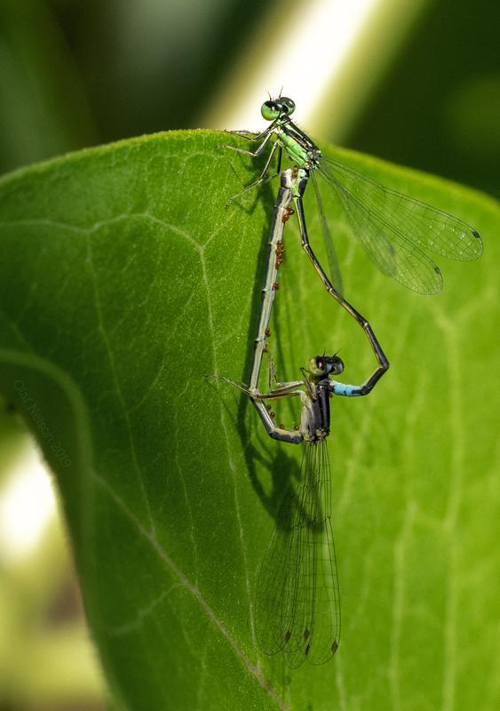 Photo of Eastern Forktail