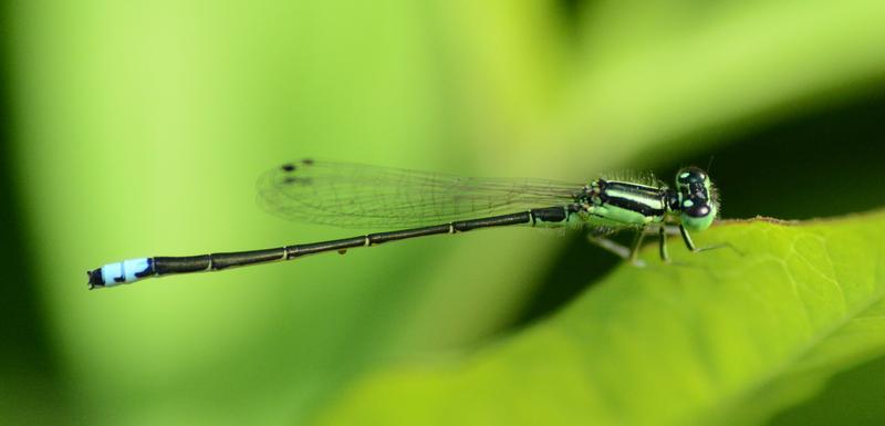 Photo of Eastern Forktail