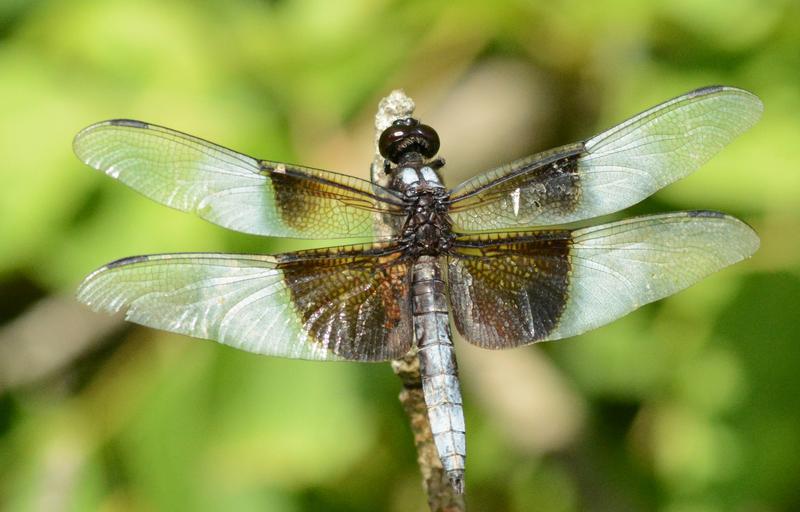 Photo of Widow Skimmer