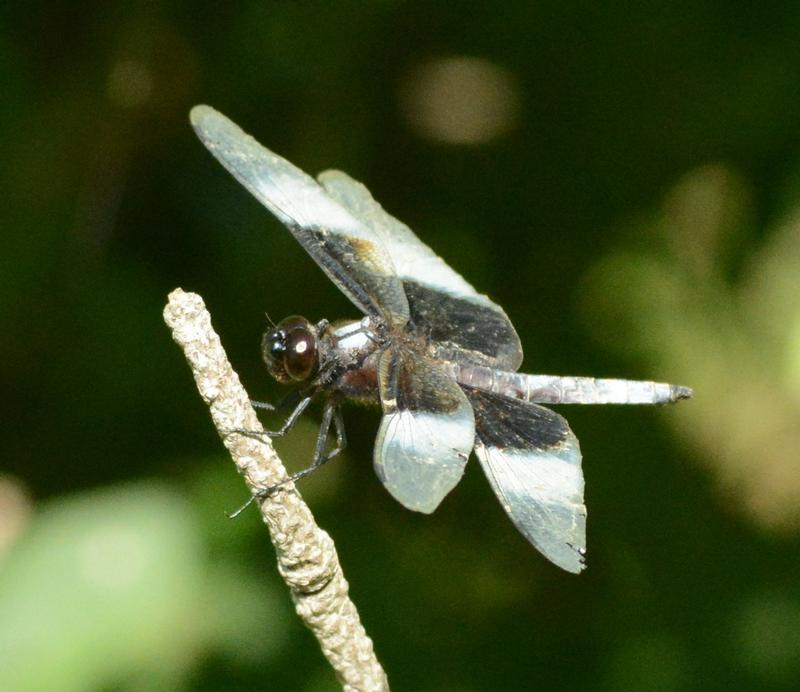 Photo of Widow Skimmer