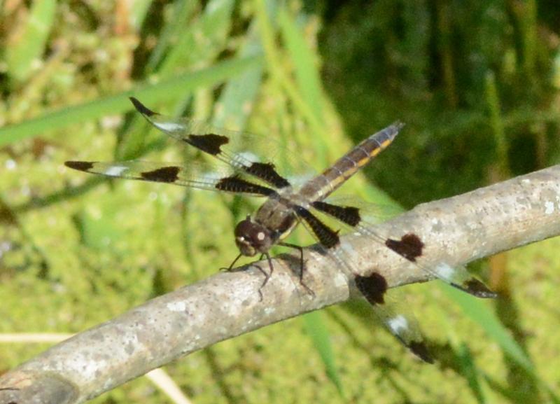Photo of Twelve-spotted Skimmer