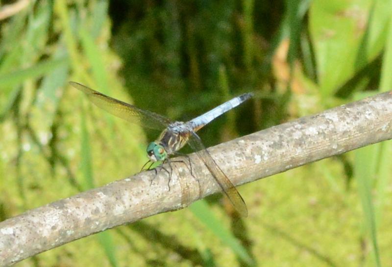 Photo of Blue Dasher