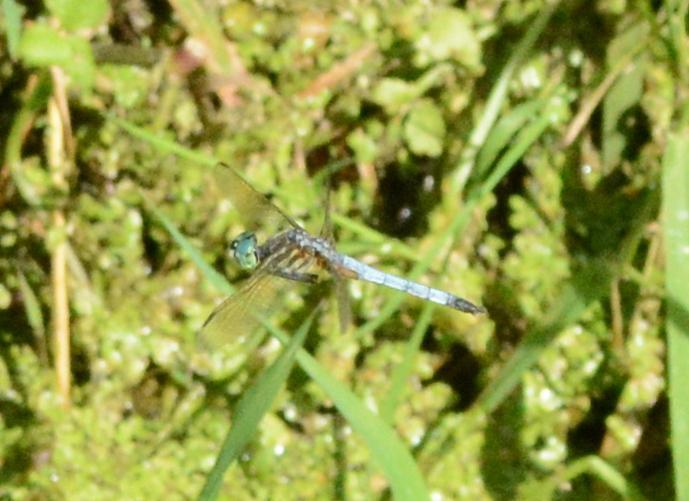 Photo of Blue Dasher