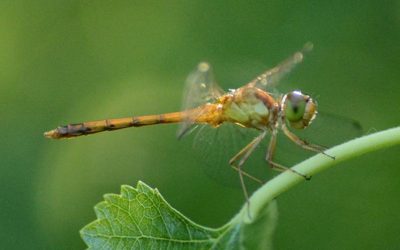Photo of Autumn Meadowhawk