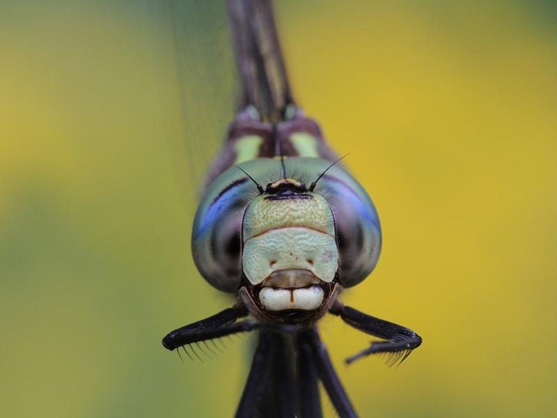 Photo of Lance-tipped Darner