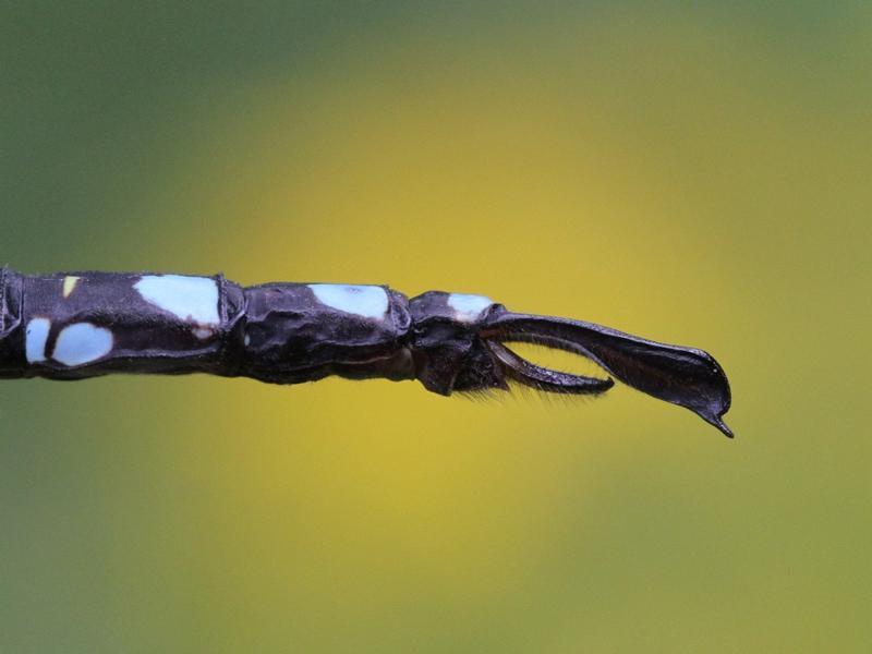 Photo of Lance-tipped Darner