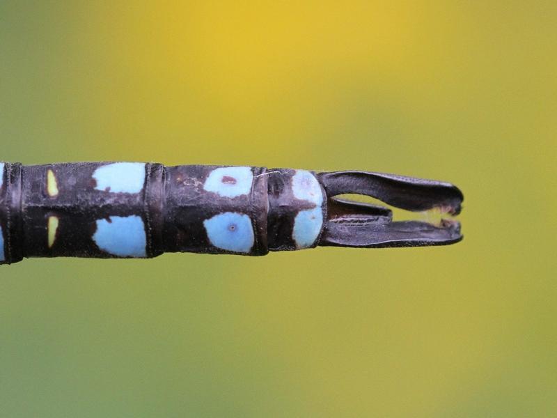 Photo of Lance-tipped Darner