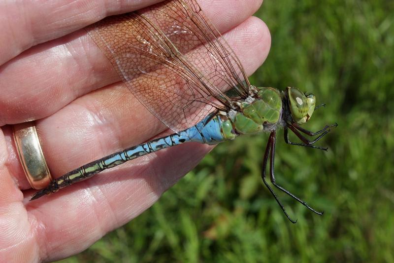 Photo of Common Green Darner