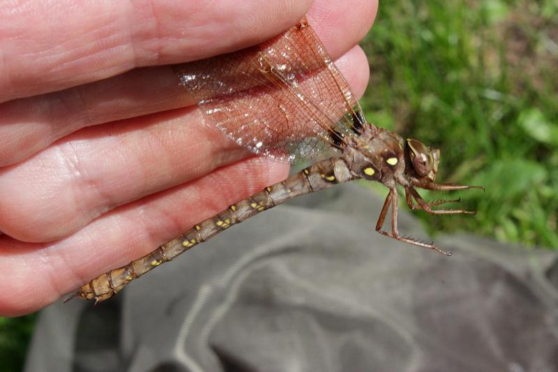 Photo of Fawn Darner