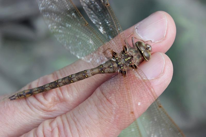 Photo of Fawn Darner