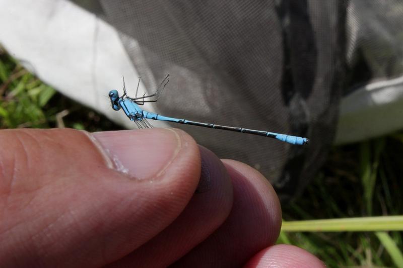 Photo of Azure Bluet