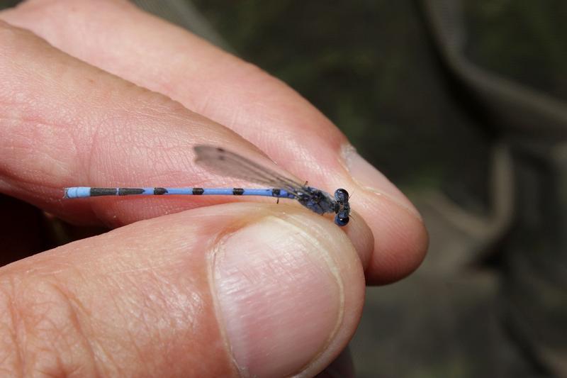 Photo of Familiar Bluet