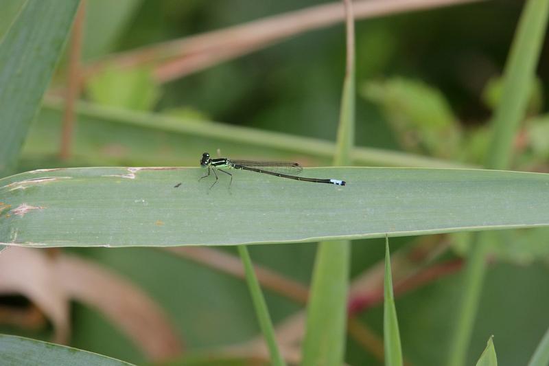 Photo of Eastern Forktail