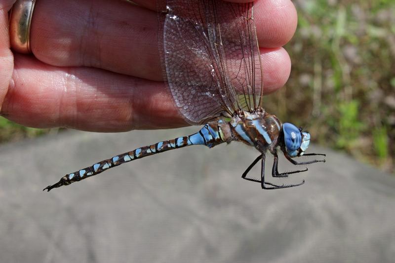 Photo of Blue-eyed Darner