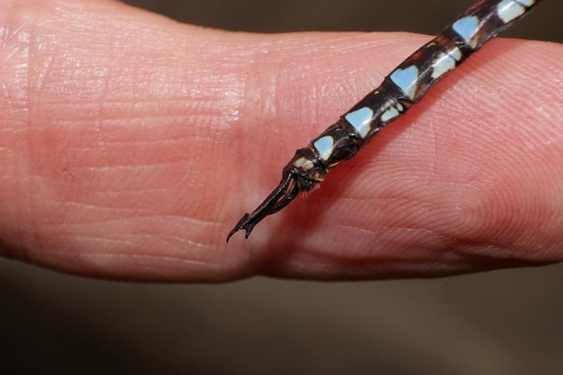 Photo of Blue-eyed Darner