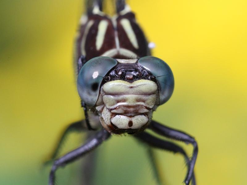 Photo of Elusive Clubtail