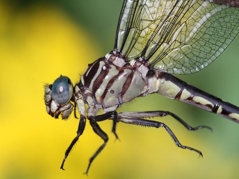 Photo of Elusive Clubtail