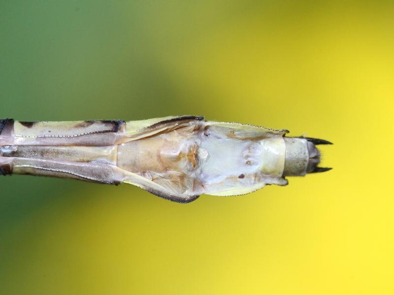 Photo of Elusive Clubtail