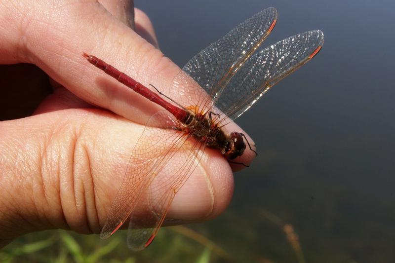 Photo of Saffron-winged Meadowhawk