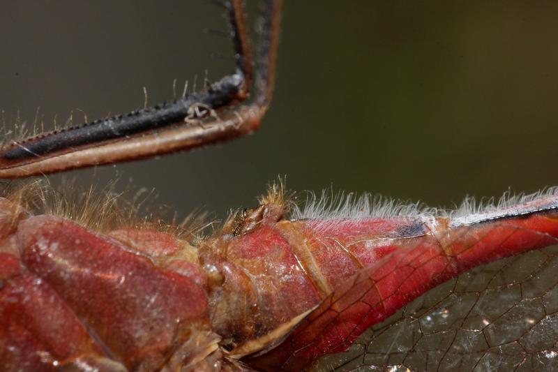 Photo of Saffron-winged Meadowhawk