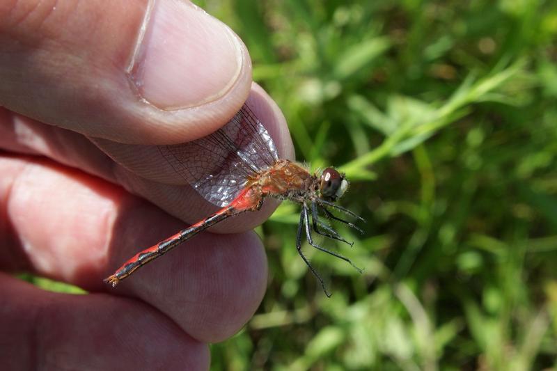 Photo of White-faced Meadowhawk