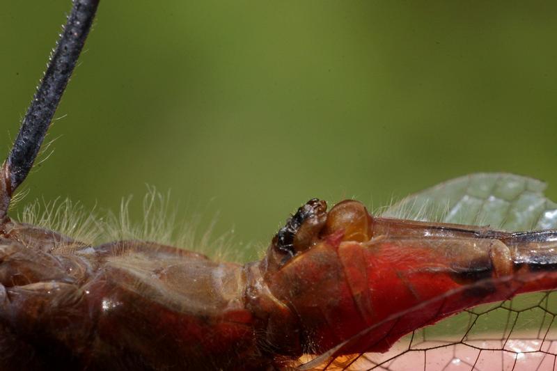 Photo of White-faced Meadowhawk