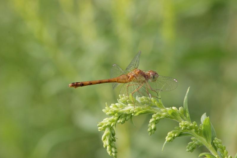 Photo of Autumn Meadowhawk