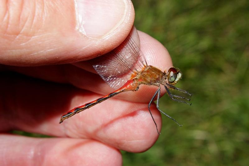 Photo of White-faced Meadowhawk