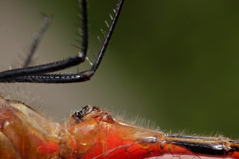 Photo of White-faced Meadowhawk