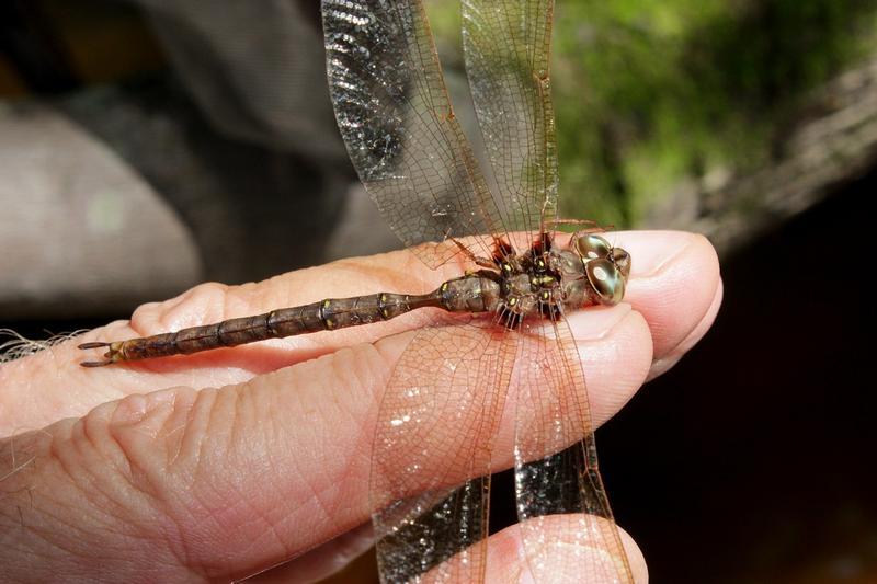 Photo of Fawn Darner