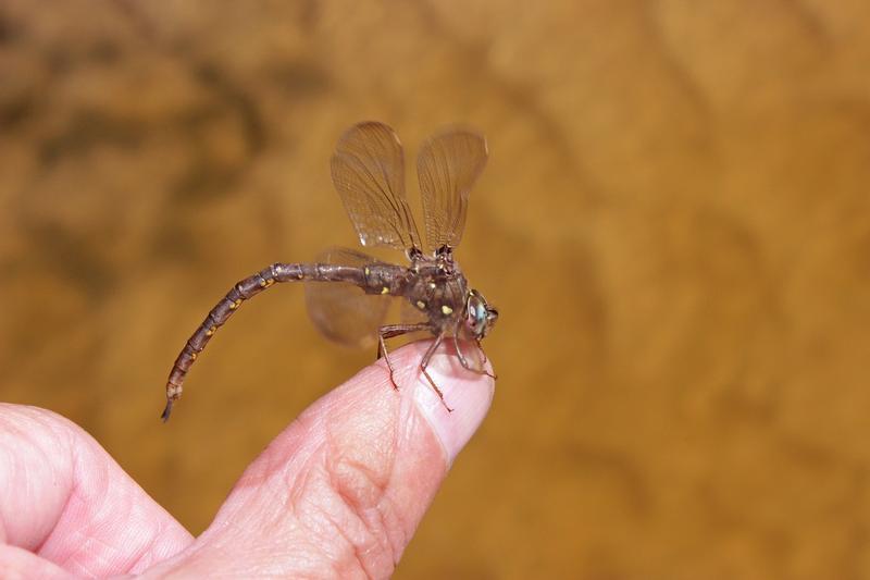 Photo of Fawn Darner