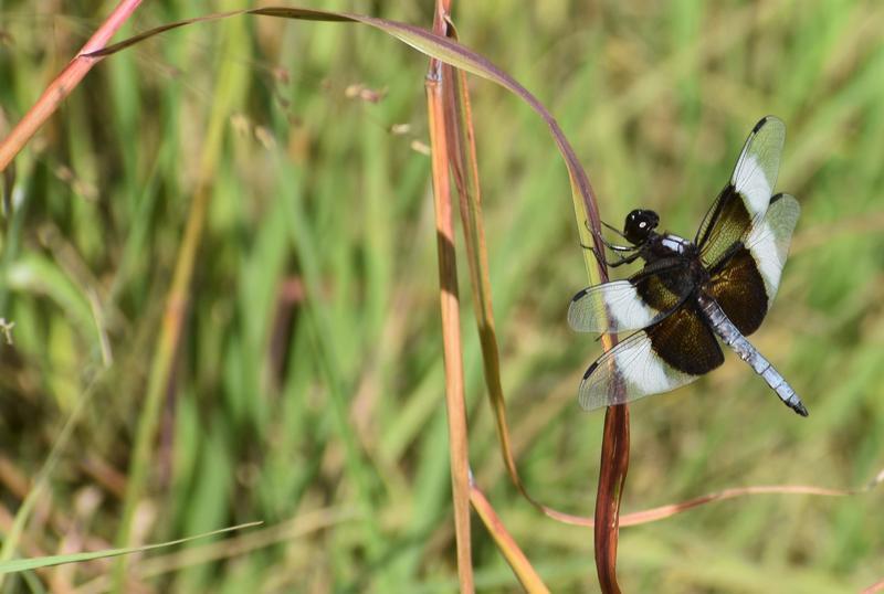 Photo of Widow Skimmer