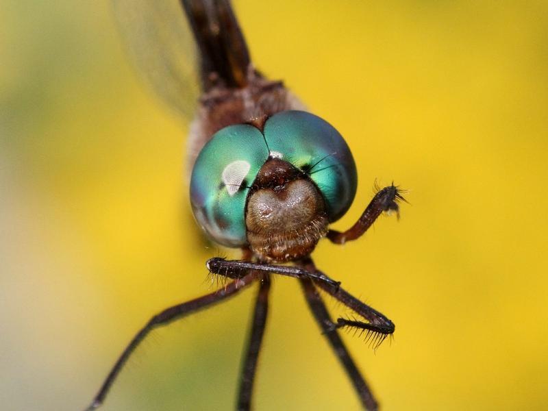 Photo of Prince Baskettail