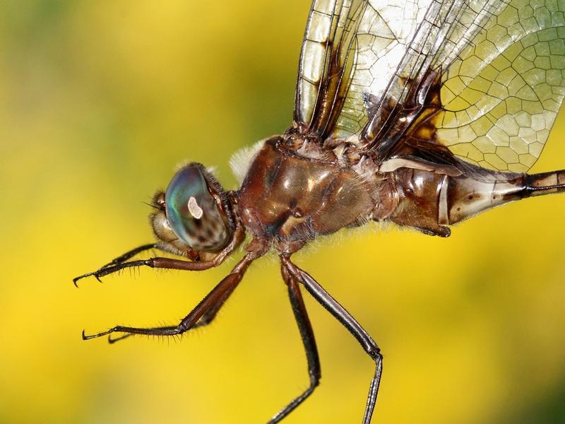 Photo of Prince Baskettail