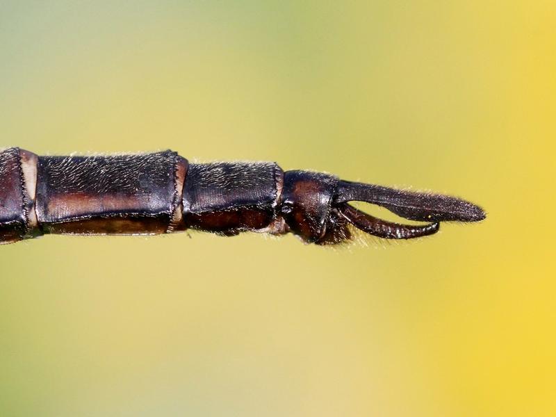 Photo of Prince Baskettail