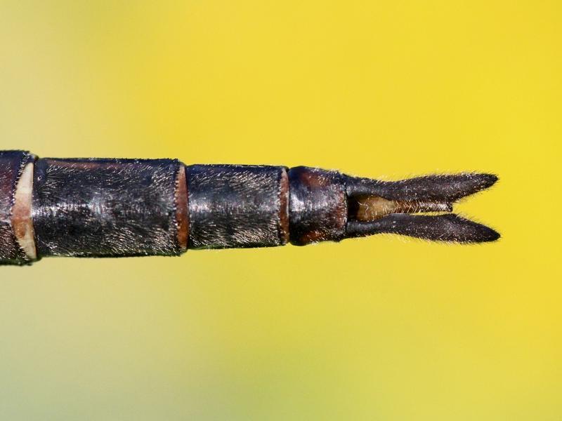 Photo of Prince Baskettail
