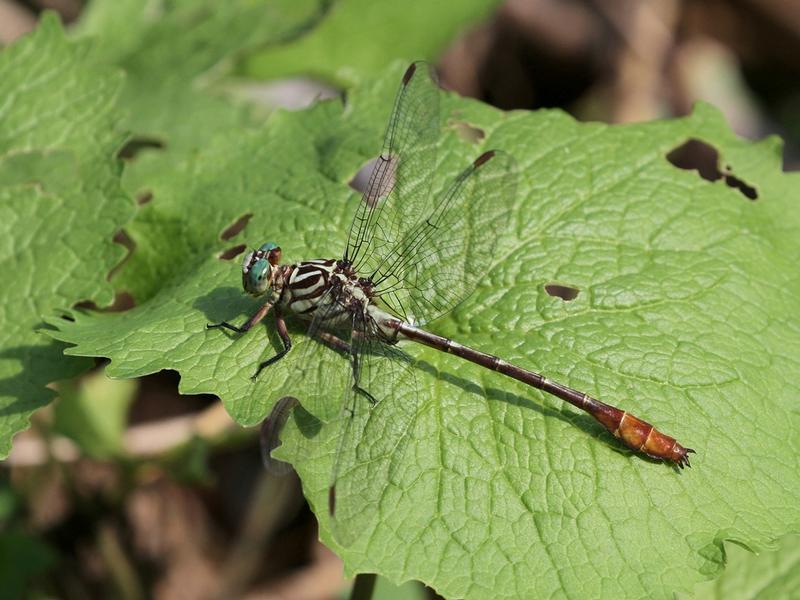 Photo of Russet-tipped Clubtail